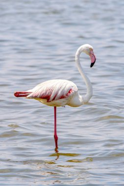 Okyanusta Flamingo