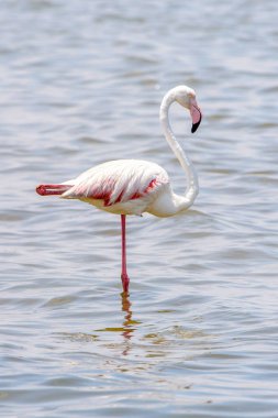 Okyanusta Flamingo