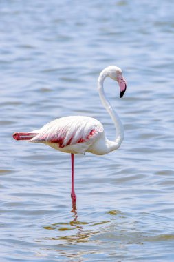 Okyanusta Flamingo