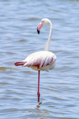 Okyanusta Flamingo