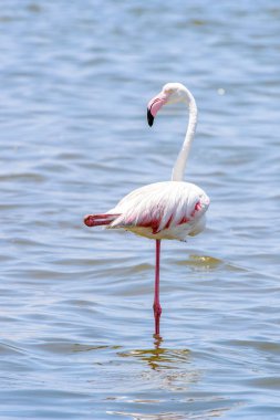 Okyanusta Flamingo