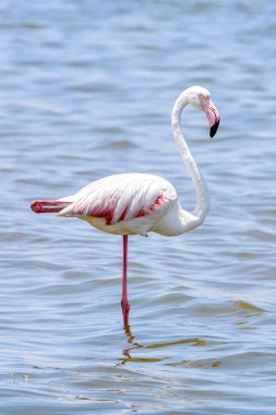 Okyanusta Flamingo