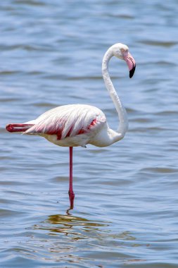 Okyanusta Flamingo