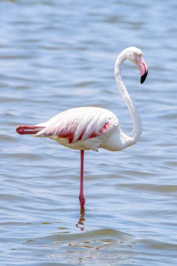 Okyanusta Flamingo