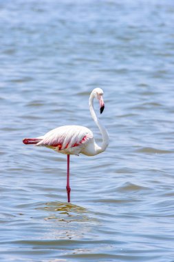 Okyanusta Flamingo