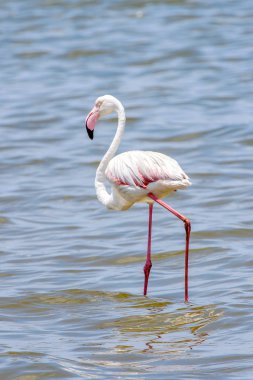Okyanusta Flamingo