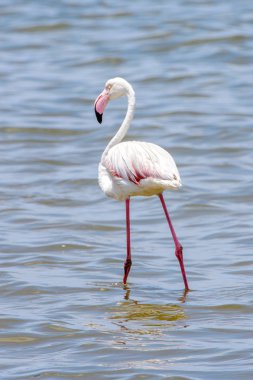 Okyanusta Flamingo