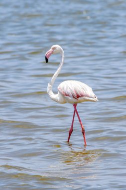 Okyanusta Flamingo