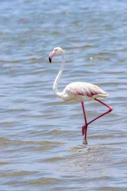 Okyanusta Flamingo