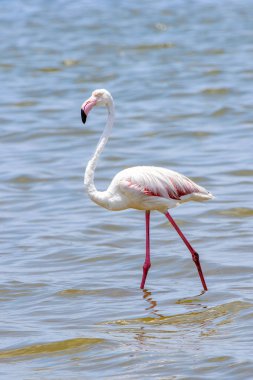 Okyanusta Flamingo
