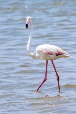 Okyanusta Flamingo