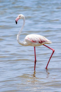 Okyanusta Flamingo