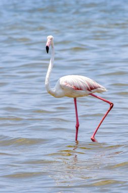 Okyanusta Flamingo
