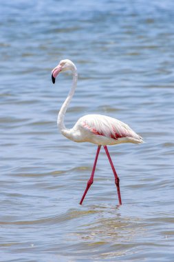 Okyanusta Flamingo