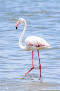 Okyanusta Flamingo