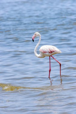 Okyanusta Flamingo