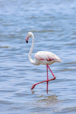 Okyanusta Flamingo