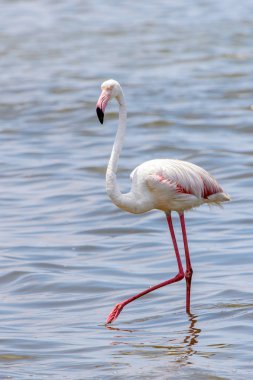 Okyanusta Flamingo