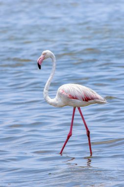 Okyanusta Flamingo