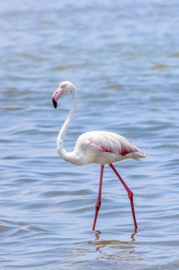 Okyanusta Flamingo