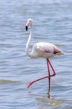 Okyanusta Flamingo
