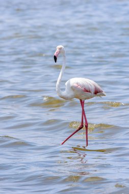 Okyanusta Flamingo