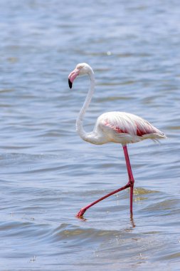 Okyanusta Flamingo