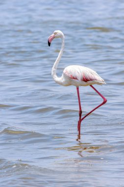 Okyanusta Flamingo