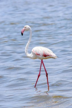Okyanusta Flamingo