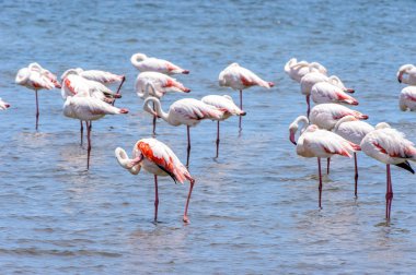 Okyanusta Flamingo