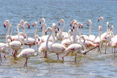 Okyanusta Flamingo