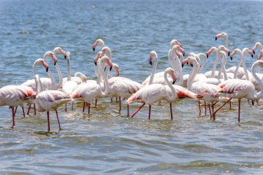 Okyanusta Flamingo