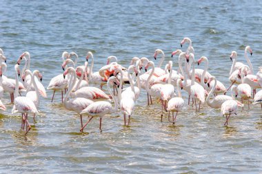 Okyanusta Flamingo