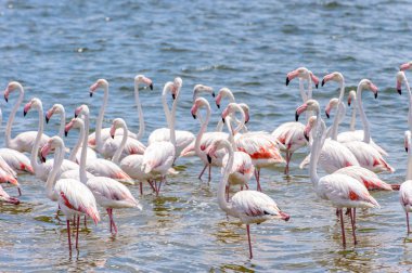 Okyanusta Flamingo