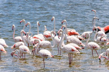 Okyanusta Flamingo