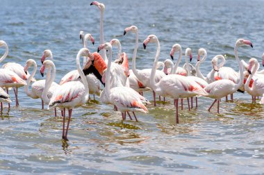 Okyanusta Flamingo