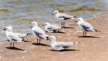 Walvis Körfezi Albatrosları, Namibya