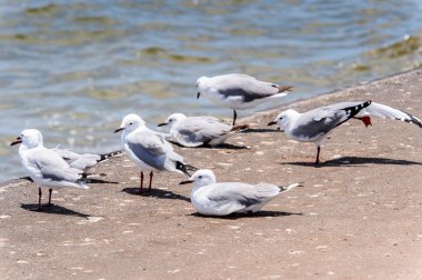 Walvis Körfezi Albatrosları, Namibya