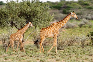 Erindi Özel Oyun Rezerv, Namibya iki Zürafa