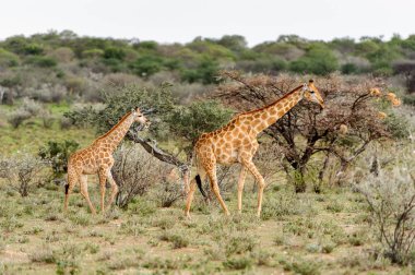 Erindi Özel Oyun Rezerv, Namibya iki Zürafa