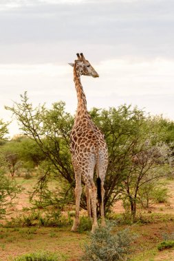 Zürafa Erindi Özel Oyun Rezerv, Namibya yiyor