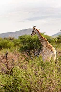 Giraffe Içinde Erindi Özel Oyun Rezerv, Namibya