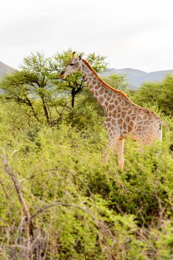 Giraffe Içinde Erindi Özel Oyun Rezerv, Namibya