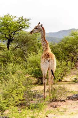 Giraffe Içinde Erindi Özel Oyun Rezerv, Namibya