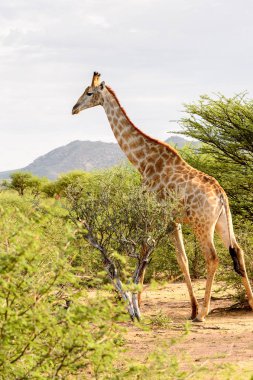 Giraffe Içinde Erindi Özel Oyun Rezerv, Namibya