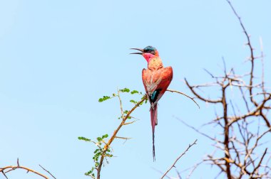 Moremi Game Reserve 'deki kuş (Okavango Nehri Deltası), Ulusal Park, Botsvana