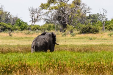 Fil Moremi Game Reserve (Okavango River Delta), Milli Park, Botsvana yürüyor