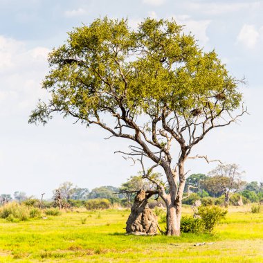 Okavango Deltası'ndaki Ağaç (Okavango Çayırı), Afrika'nın Yedi Doğa Harikasından Biri, Botsvana