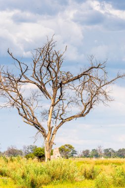 Okavango Deltası'ndaki Ağaç (Okavango Çayırı), Afrika'nın Yedi Doğa Harikasından Biri, Botsvana