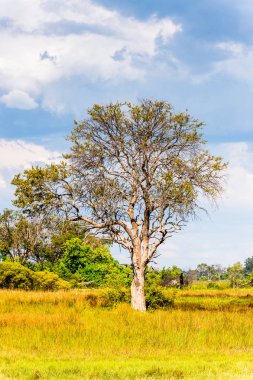Okavango Deltası Manzarası (Okavango Çayırı), Afrika'nın Yedi Doğa Harikasından Biri, Botsvana
